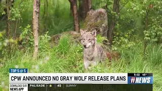 Colorado Parks and Wildlife halts wolf translocations for rest of season