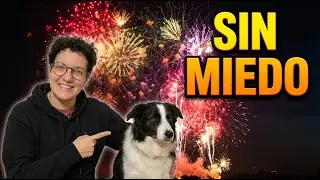 Desensibilización de perros a petardos: ¿Funciona de Verdad?