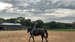 Bridless and Bareback riding