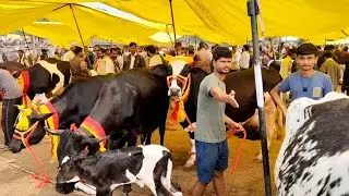 पार्ट 2 पचोर पशु मंडी # cow