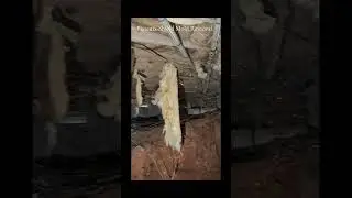 Mold inspection in a crawl space in Winchester TN #mold #moldremoval #moldremediation