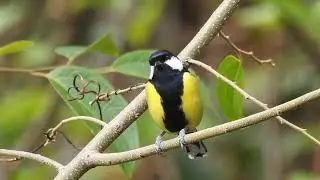 Green-Backed Tit Calls: Sharp, Melodious Bird Vocalizations Explained