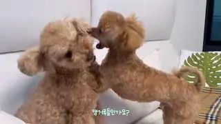 [댕댕이] 푸들과 말티푸 함형제의 오랜만에 일상
