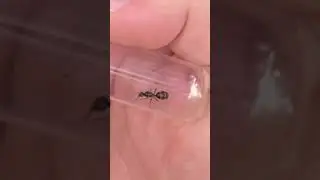 Как поймать королеву муравьев! #шорты