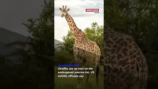 Giraffes Face Endangered Species Act Protection: A Call to Action
