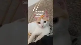 world beautiful cats sofi minso coco ❤😻😼 #ytshorts #cat  #catvideos #officalvideo #youtubeshorts