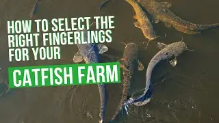 How to select the right fingerlings for your Catfish farm