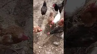#курица #охота #животные #здоровье #еда #природа #диета #animals #hunting #healthy #food #farming