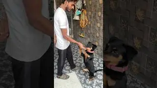 Dog namste training Rottweiler puppy training  salute training #dogtraining #rottweiler #dog #short