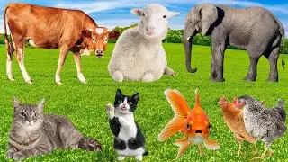 Cute Farm Animals: Leopard, Duck, Chicken, Cow, Pig, Goat, Sheep, Cat &ndash; Animal Video