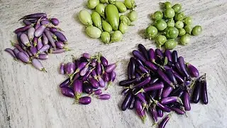 🌱 11th Harvest Brinjals – High Yield Success 🍆#naturelovers 