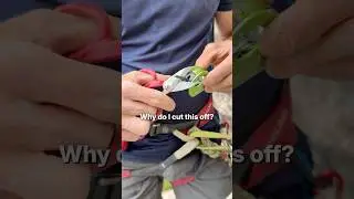 How to Modify the Spoc for Top Rope Soloing