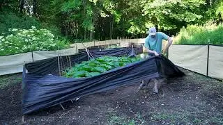 Growing Giant Pumpkins Episode 5 - Vine Burying