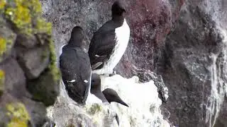 Common Murre: The Coastal Aerial Acrobat