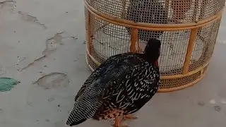 Kala teetar ki masti check Karen
