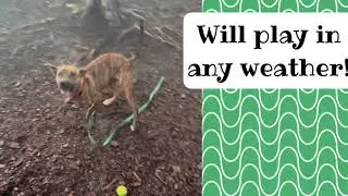 MEET PEPPERMINT AT KC PET PROJECT