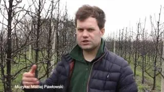 Uprawa gruszy. Wiosenna miod&oacute;wka cz 2.