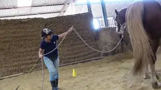 Savoir 3 Equitation Ethologique - Partie 1 / Travail &agrave; pieds