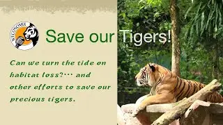 Habitat Loss and Malayan Tigers | Zoos and Preservation of Malayan Tigers  | Weconomix Ep.12