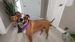 Mayerzon Patented No Pull Collar for Small Medium Large Dogs Beagle German Shepherd Rottweiler