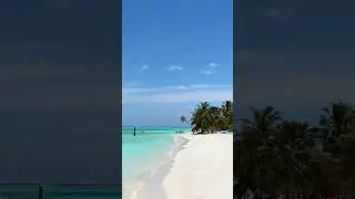 Beautiful palm trees in the Maldives #travel #maldives