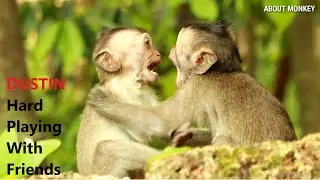 Today Poor Baby Monkey Dustin Hard Playing With Friends In Natural Life Of Amber Group, Orphanage !