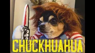Chihuahua disfrazado de Chucky! El mejor disfraz de humor para perros! Chuckhuahua - V&iacute;deo gracioso.