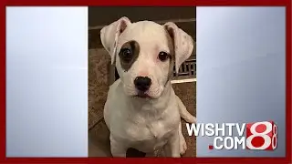 Pet Pals TV: Спасение питбулей Индианаполиса