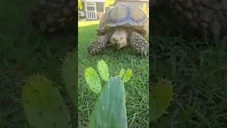 🌵 Benji eats a prickly pear cactus 🐢😊   #asmr