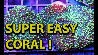 The Easiest Coral To Keep