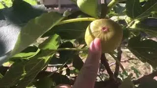 Why are my figs not ripening?