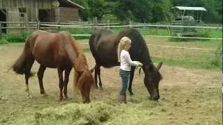 Pferdefriseurin Hannah, Herkules Timo und und v&ouml;llig entspannte Pferde und Hunde - 1