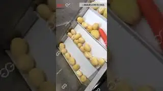 Vegetable Cube Processing Line Frozen Vegetable Processing Plant