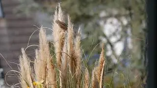 Sparrows nesting metriale in the morning 2021