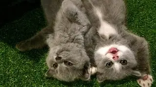 XiXi Cat Sisters playing together 😊 |  Cute Scot Fold ❤️