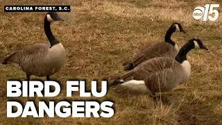 Bird flu suspected in recent cases of dead geese, swans in SC