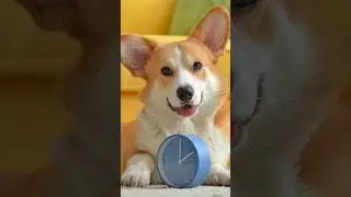 Do Dogs Track Time? Here&rsquo;s the Truth!