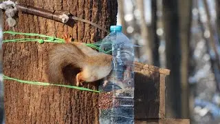 Мороз и белки. Зарисовка / Frost and squirrels. The sketch