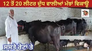 12 ਤੋਂ 20 ਲੀਟਰ ਦੁੱਧ ਵਾਲੀਆਂ ਮੱਝਾਂ ਵਿਕਾਊ #apnakitta #mangabhadaur #cow #dairyfarm #panjab 2025