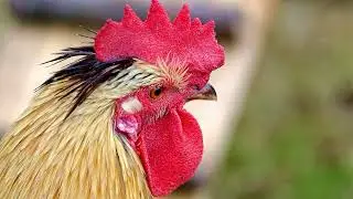Beautiful 4k Cock Video | Ultra HD Cock Video