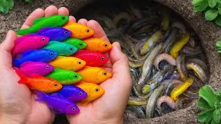 Amazing Catch Beautiful Ornamental Fish in Garden,fish,Koi,Betta#fishing #fish 