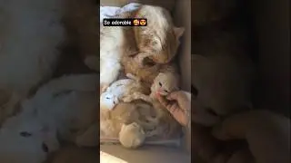 Fluffy Angels Have Arrived&rdquo; 😇🐈cat babies#shots #youtubeshorts #youtubefeed 💐🎀