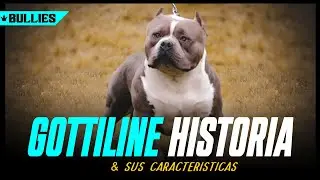 GOTTILINE //HISTORIA & sus CARACTERISTICAS//