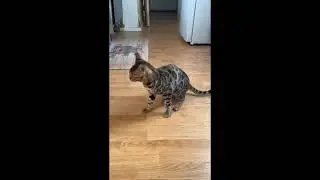 Bengal cat noises&hellip; #bengalcat #bengalcatnoises #dramaticcats #funnybengalcat #cat #brownbengal