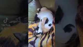 Cats - I'm an asshole