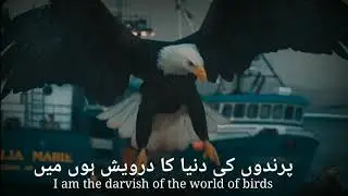 Parindon ki Duniya ka darvish | Allama Iqbal | Eagle Nature