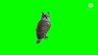 green screen animated owl