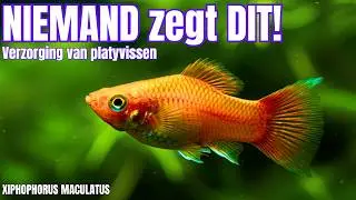 PLATY VIS Gids 2025: DE WAARHEID Over Verzorging Die NIEMAND Je Vertelt! 🐟💥