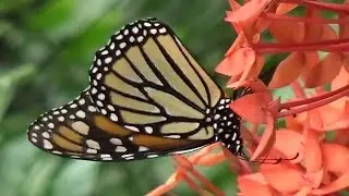 EL Mariposario de Benalmadena