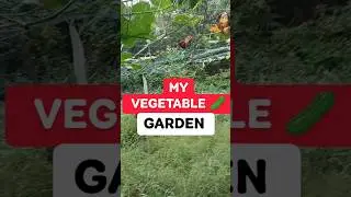 Padavalnga | Chichinda (चिचिंडा) |Snake Gourd | My Vegetable Garden #vegetables #snakegourd #shorts